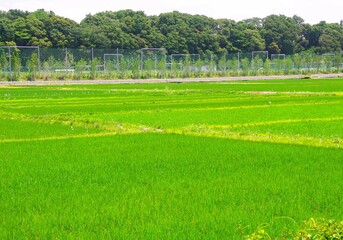 Obraz premium 初夏の田んぼとグラウンドと林風景