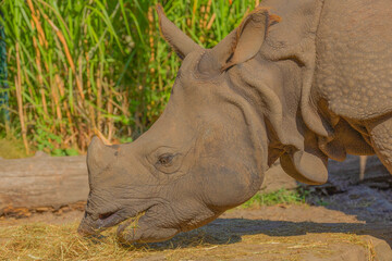 portrait of an adult rhinoceros on a sunny day in selective focus.