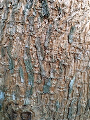 Natural Texture Pattern of Tree Bark