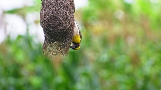 Baya weaver bird with nests, baya weaver bird building nest.