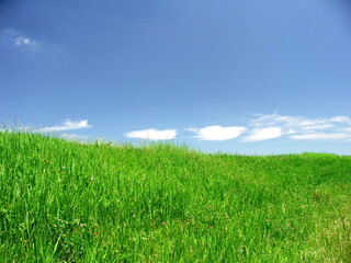 初夏の若草生える江戸川土手風景