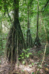 Tambopata, Peru - 26 Nov, 2024: Socratea exorrhiza, a walking palm or cashapona, a palm tre native to rainforests in tropical Central and South America