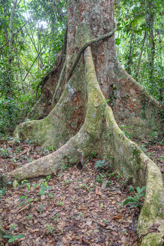 Tambopata, Peru - 28 Nov,  2024: Base roots of a giant Ceiba Pentranda tree in the Peruvian Amazon
