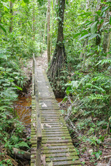 Obraz premium Tambopata, Peru - 28 Nov, 2024: Flooded trails through the Amazon rainforest