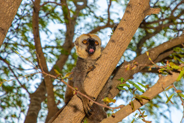 Red-bellied Lemur - Eulemur rubriventer, Cute primate.