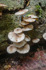 Tambopata, Peru - 28 Nov, 2024: Wild mushroom species growing on trees in the Amazon rainforest