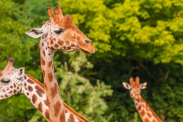 Giraffe in selective focus on green natural background