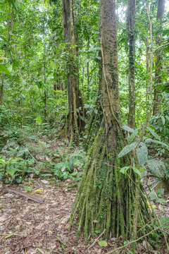 Tambopata, Peru - 26 Nov, 2024: Socratea exorrhiza, a walking palm or cashapona, a palm tre native to rainforests in tropical Central and South America