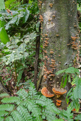 Tambopata, Peru - 28 Nov, 2024: Wild mushroom species growing on trees in the Amazon rainforest