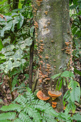 Tambopata, Peru - 28 Nov, 2024: Wild mushroom species growing on trees in the Amazon rainforest