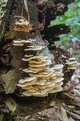 Tambopata, Peru - 28 Nov, 2024: Wild mushroom species growing on trees in the Amazon rainforest