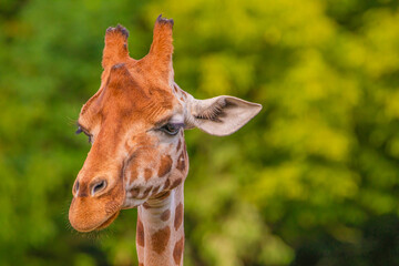 Giraffe in selective focus on green natural background