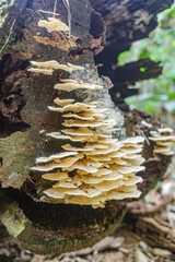 Tambopata, Peru - 28 Nov, 2024: Wild mushroom species growing on trees in the Amazon rainforest