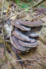 Tambopata, Peru - 28 Nov, 2024: Wild mushroom species growing on trees in the Amazon rainforest