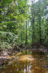 Tambopata, Peru - 28 Nov, 2024: Flooded trails through the Amazon rainforest