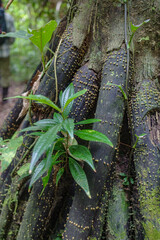 Tambopata, Peru - 28 Nov, 2024: Thorny sandbox tree, Tambopata Reserve, Amazon rainforest, Peruvian Amazon