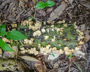 Tambopata, Peru - 28 Nov, 2024: Wild mushroom species growing on trees in the Amazon rainforest