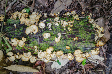 Tambopata, Peru - 28 Nov, 2024: Wild mushroom species growing on trees in the Amazon rainforest