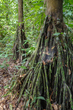 Tambopata, Peru - 26 Nov, 2024: Socratea exorrhiza, a walking palm or cashapona, a palm tre native to rainforests in tropical Central and South America