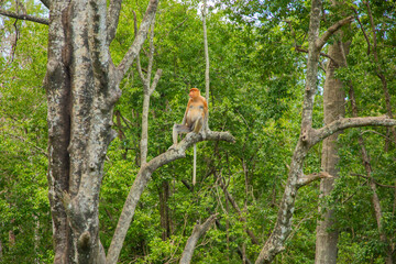 Proboscis Monkey Nasalis larvatus in mangrove rain forest