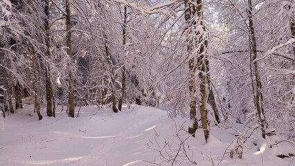 Premi&egrave;res neiges de d&eacute;cembre 2024, randonn&eacute;e raquette dans le Vercors &agrave; Autrans en France