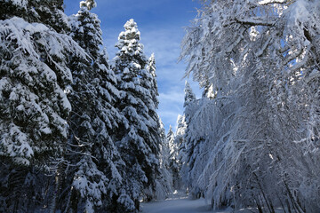 Premières neiges de décembre 2024, randonnée raquette dans le Vercors à Autrans en France