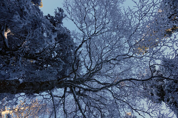 Premières neiges de décembre 2024, randonnée raquette dans le Vercors à Autrans en France