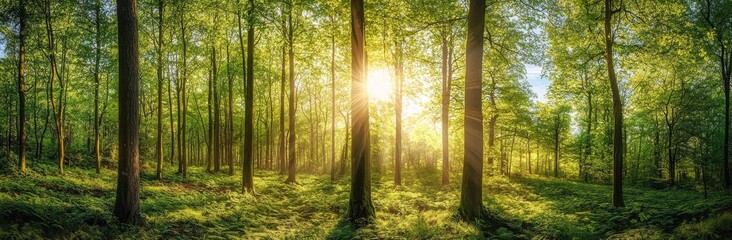 A spring forest illuminated by the bright sunlight streaming through the trees.