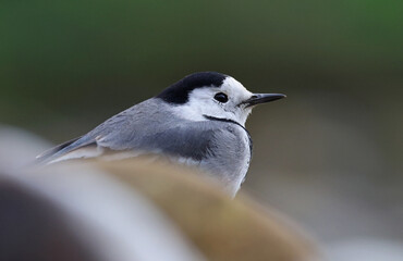 Portrait of an adult white wagtail (Motacilla alba) behind some rocks in the river. Close up of the head of a cute garden bird in the wild. High resolution image of a wagtail and habitat.
