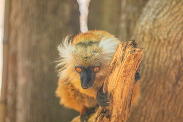 Blue eyed lemur on tree in forest