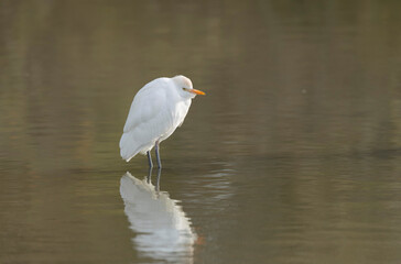 cattle egret Bubulcus ibis perching or flying
