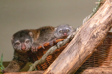 cute wild bear cuscus aulirops ursinus arboreal