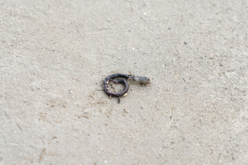 A dead earthworm on the concrete floor and ants are eating it.
