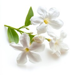 White jasmine up close on white.