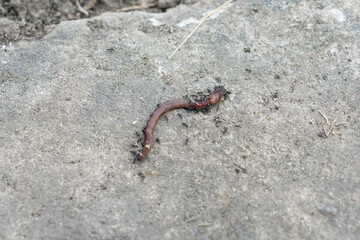 A dead earthworm on the concrete floor and ants are eating it.