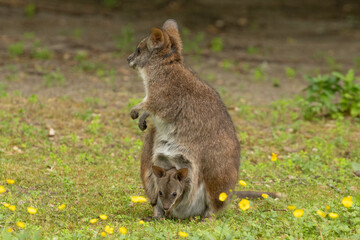 Bennett's wallaby Macropus or Notamacropus rufogriseus