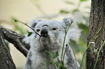 Sleepy koala eating in the tree. Close-up portrait of grey koala foraging with eucalyptus leaves. © andrbk