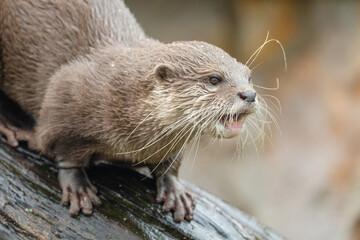 Asian small clawed otter Amblonyx cinerea, small clawed otter