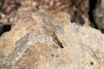 Bandwing Grasshopper (Oedipodinae) on limestone rock, South Australia