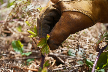 Hand Picking Nettle