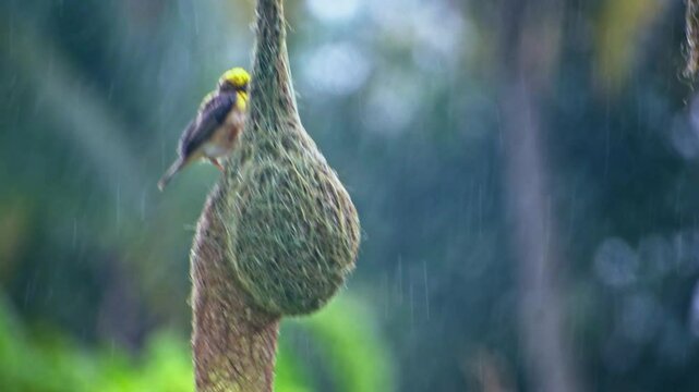 Baya weaver bird with nest in the rain, baya weaver building nest. high quality footage.