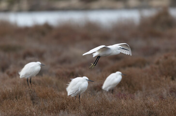 Little Egret Egretta garzetta in close view
