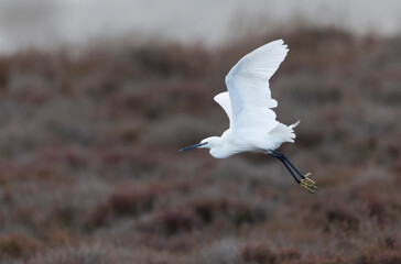 Little Egret Egretta garzetta in close view