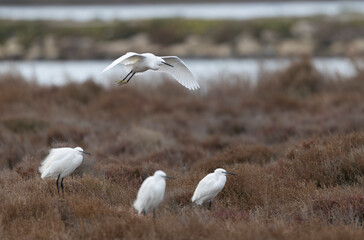 Little Egret Egretta garzetta in close view