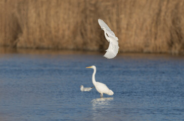 Little Egret Egretta garzetta in close view