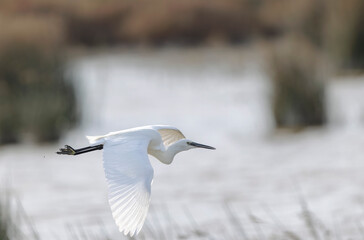 Little Egret Egretta garzetta in close view