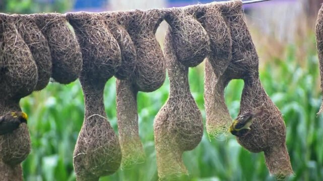 Baya weaver bird with nest in the rain, baya weaver building nest. high quality footage.