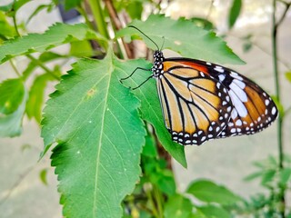 Close up Monarch butterfly resting on leaf.