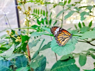 Close up Monarch butterfly resting on leaf.