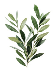 Olive branch with green leaves on transparent background